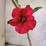 Planta Simples 3453 – 30cm – 02 anos