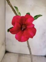 Planta Simples 3453 – 30cm – 02 anos