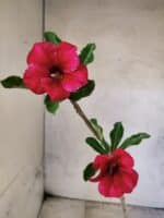 Planta Simples 3453 – 30cm – 02 anos - Imagem 4