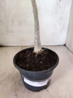 Planta Simples 3453 – 30cm – 02 anos - Imagem 6