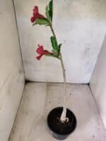 Planta Simples 3453 – 30cm – 02 anos - Imagem 5