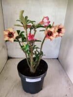 Planta Simples 3454 – 35cm – 03 anos - Imagem 2