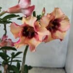 Planta Simples 3454 – 35cm – 03 anos