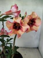 Planta Simples 3454 – 35cm – 03 anos