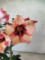 Planta Simples 3454 – 35cm – 03 anos - Imagem 3