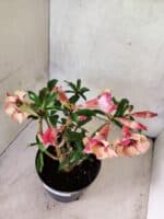 Planta Simples 3454 – 35cm – 03 anos - Imagem 8