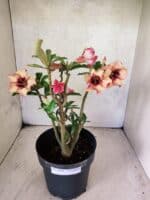 Planta Simples 3454 – 35cm – 03 anos - Imagem 5