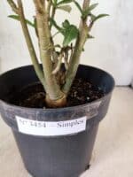 Planta Simples 3454 – 35cm – 03 anos - Imagem 7