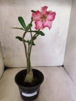 Planta Simples 3459 – 30cm – 02 anos - Imagem 2