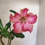 Planta Simples 3459 – 30cm – 02 anos