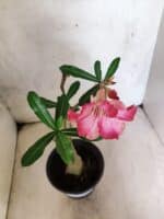 Planta Simples 3459 – 30cm – 02 anos - Imagem 4