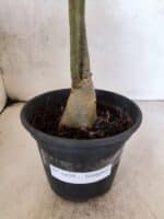 Planta Simples 3459 – 30cm – 02 anos - Imagem 7