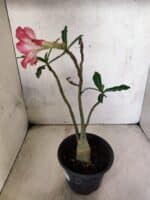 Planta Simples 3459 – 30cm – 02 anos - Imagem 6