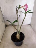 Planta Simples 3459 – 30cm – 02 anos - Imagem 5