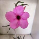 Planta Simples 3460 – 30cm – 02 anos