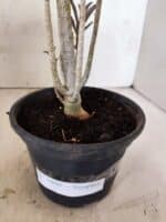 Planta Simples 3460 – 30cm – 02 anos - Imagem 6