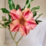 Planta Simples 3461 – 35cm – 02 anos