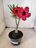 Planta Simples 3462 – 25cm – 01 ano - Imagem 2