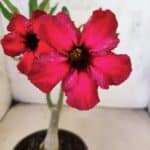 Planta Simples 3462 – 25cm – 01 ano