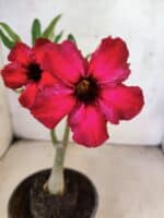 Planta Simples 3462 – 25cm – 01 ano