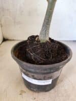 Planta Simples 3462 – 25cm – 01 ano - Imagem 8