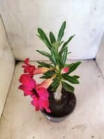 Planta Simples 3462 – 25cm – 01 ano - Imagem 7