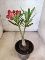 Planta Simples 3462 – 25cm – 01 ano - Imagem 6