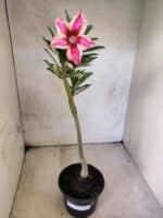 Planta Simples 3463 – 30cm – 02 anos - Imagem 2