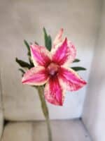 Planta Simples 3463 – 30cm – 02 anos