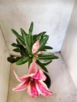 Planta Simples 3463 – 30cm – 02 anos - Imagem 4