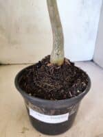 Planta Simples 3463 – 30cm – 02 anos - Imagem 7