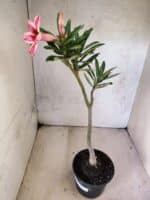 Planta Simples 3463 – 30cm – 02 anos - Imagem 6
