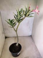 Planta Simples 3463 – 30cm – 02 anos - Imagem 5