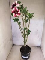 Planta Simples 3464 – 35cm – 03 anos - Imagem 2