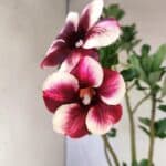 Planta Simples 3464 – 35cm – 03 anos