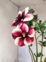 Planta Simples 3464 – 35cm – 03 anos