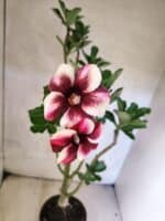 Planta Simples 3464 – 35cm – 03 anos - Imagem 4