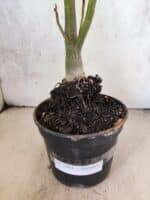 Planta Simples 3464 – 35cm – 03 anos - Imagem 7