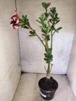 Planta Simples 3464 – 35cm – 03 anos - Imagem 6