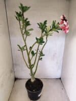 Planta Simples 3464 – 35cm – 03 anos - Imagem 5