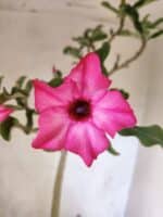 Planta Simples 3465 – 55cm – 04 anos - Imagem 3