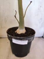 Planta Simples 3465 – 55cm – 04 anos - Imagem 7