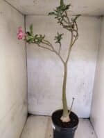 Planta Simples 3465 – 55cm – 04 anos - Imagem 6