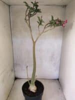 Planta Simples 3465 – 55cm – 04 anos - Imagem 5