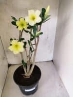 Planta Simples 3466 – 45cm – 04 anos - Imagem 2