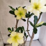 Planta Simples 3466 – 45cm – 04 anos