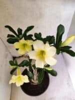 Planta Simples 3466 – 45cm – 04 anos - Imagem 4