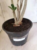 Planta Simples 3466 – 45cm – 04 anos - Imagem 7