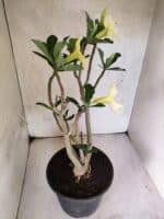 Planta Simples 3466 – 45cm – 04 anos - Imagem 6