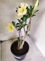 Planta Simples 3466 – 45cm – 04 anos - Imagem 5